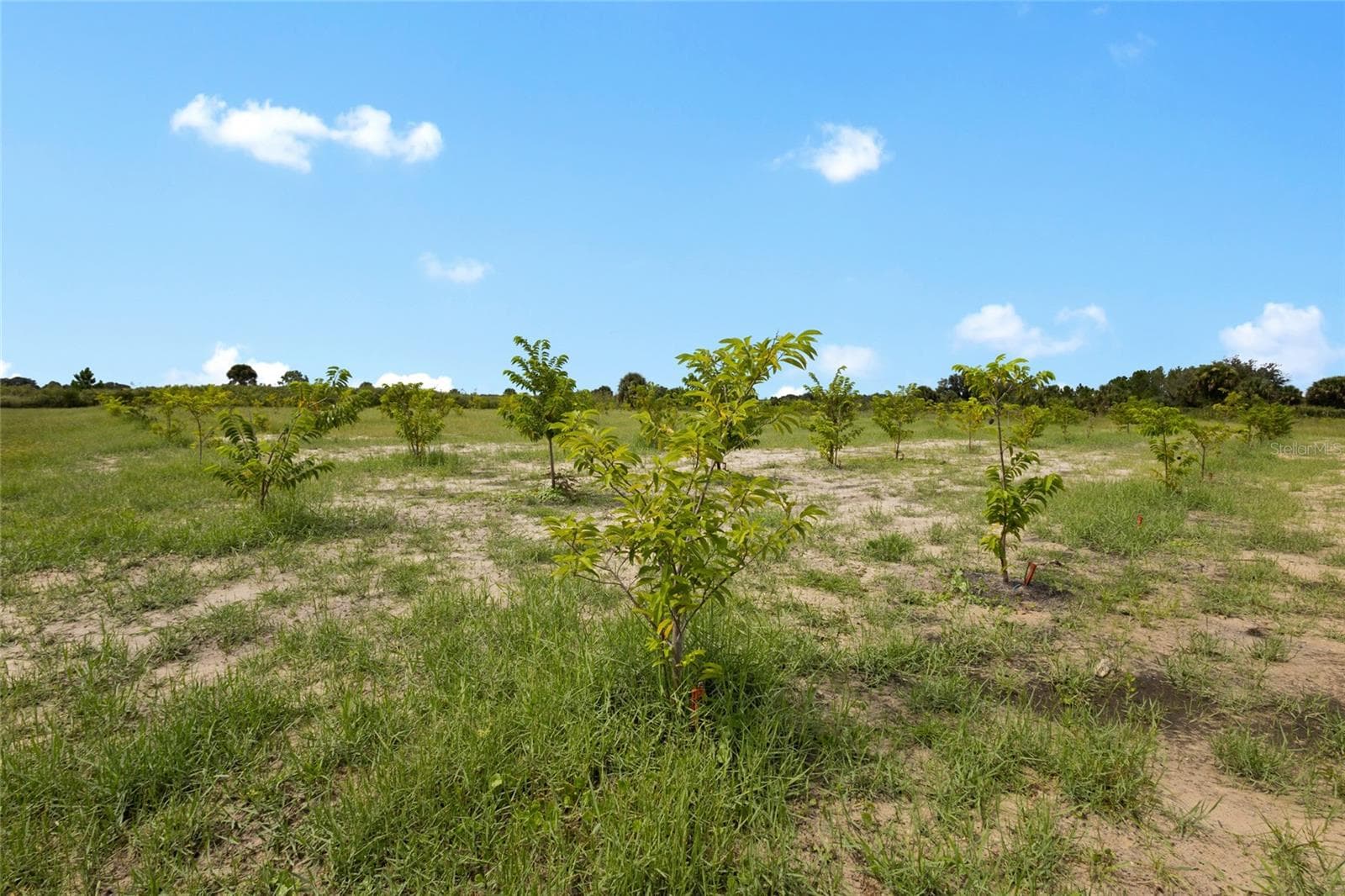 Land at 20914 NW 280TH ST, OKEECHOBEE, photo 32 of 44