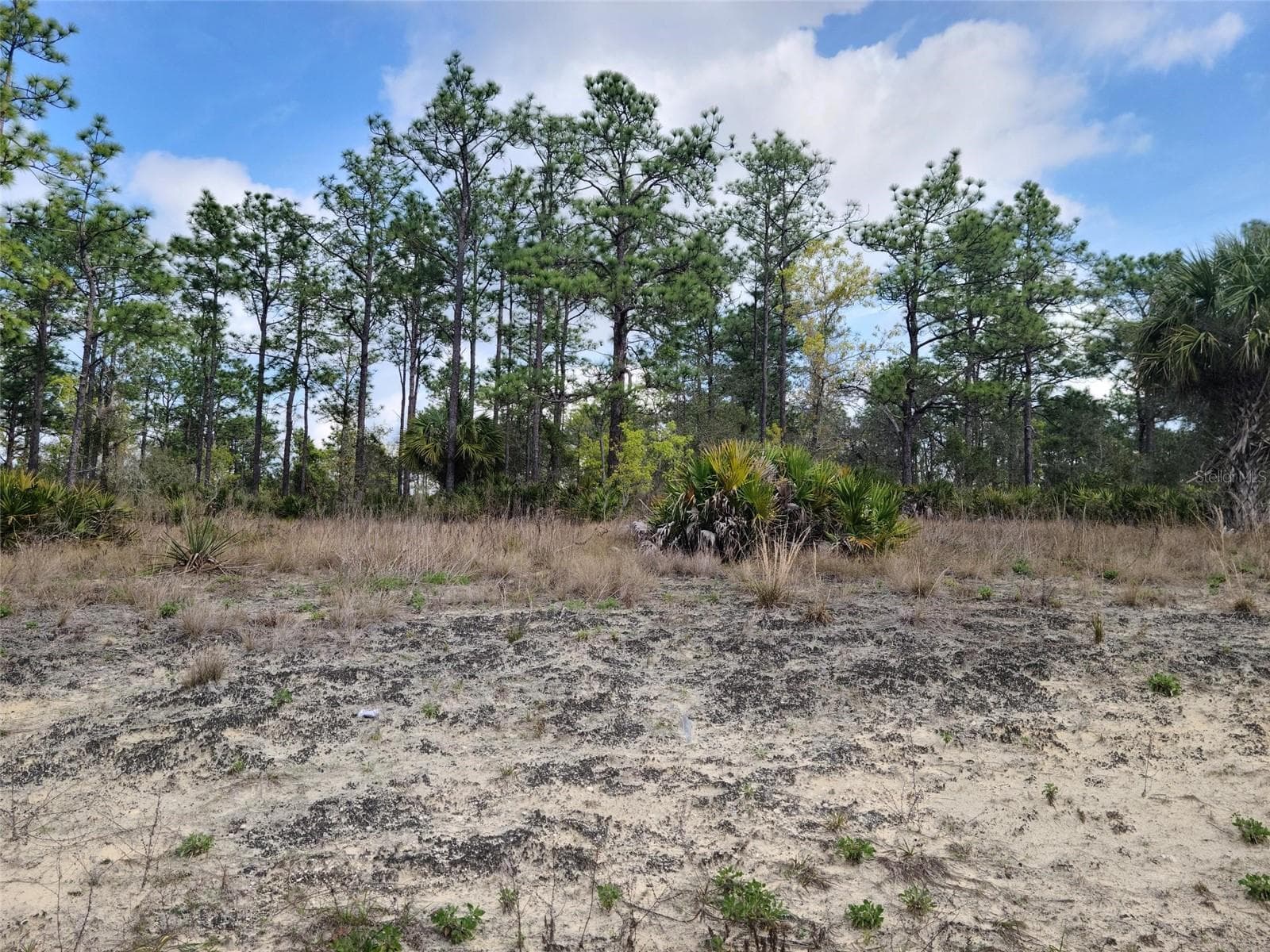 Land at 12121 THRASHER AVE, WEEKI WACHEE, photo 3 of 6