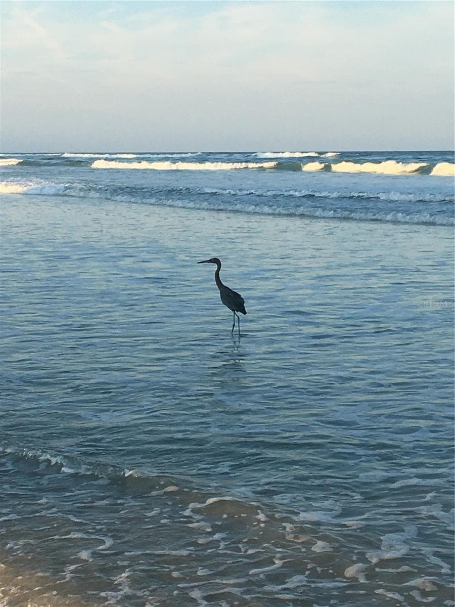 Condominium at 4453 S ATLANTIC AVE #208, PONCE INLET, photo 8 of 40