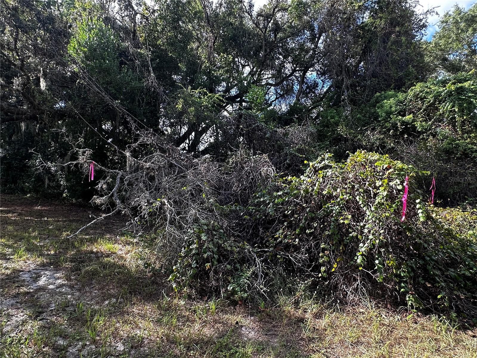 Land at 722 HIGHWAY 40 W, INGLIS, photo 14 of 23