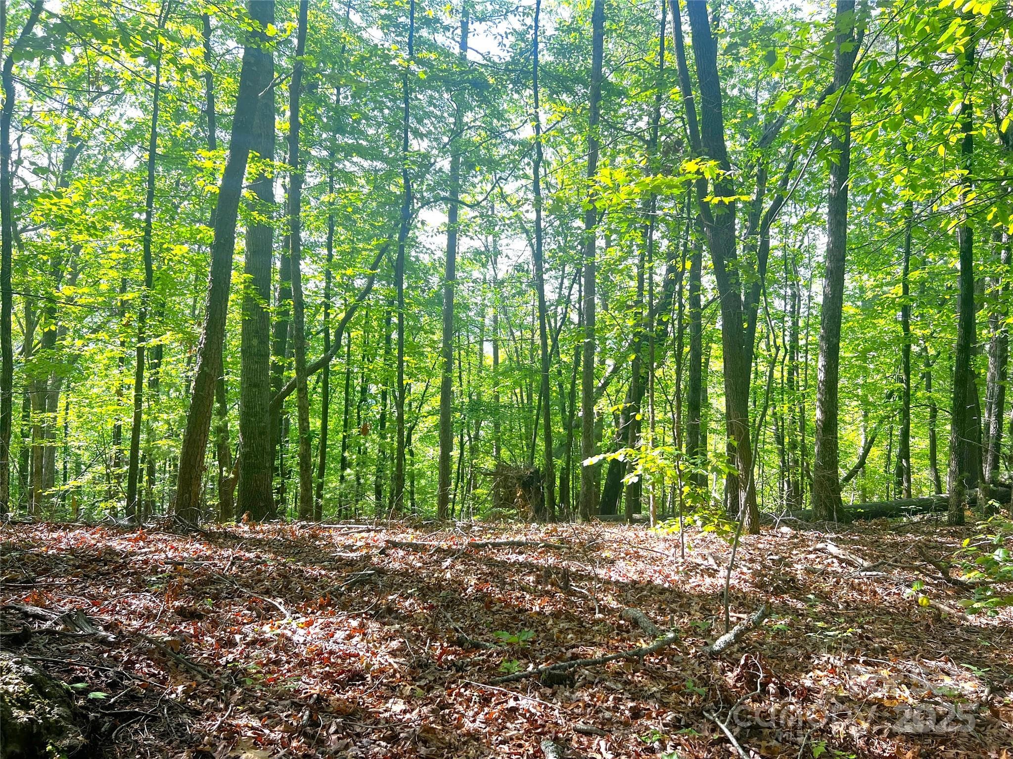 Lot at Brevard, photo 4 of 18