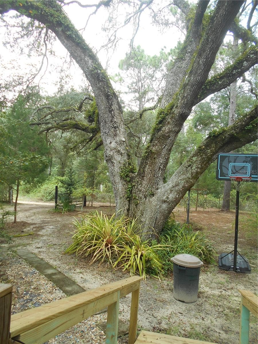 GRAND - DADDY OAK - 20425 NE 143RD ST, SALT SPRINGS
