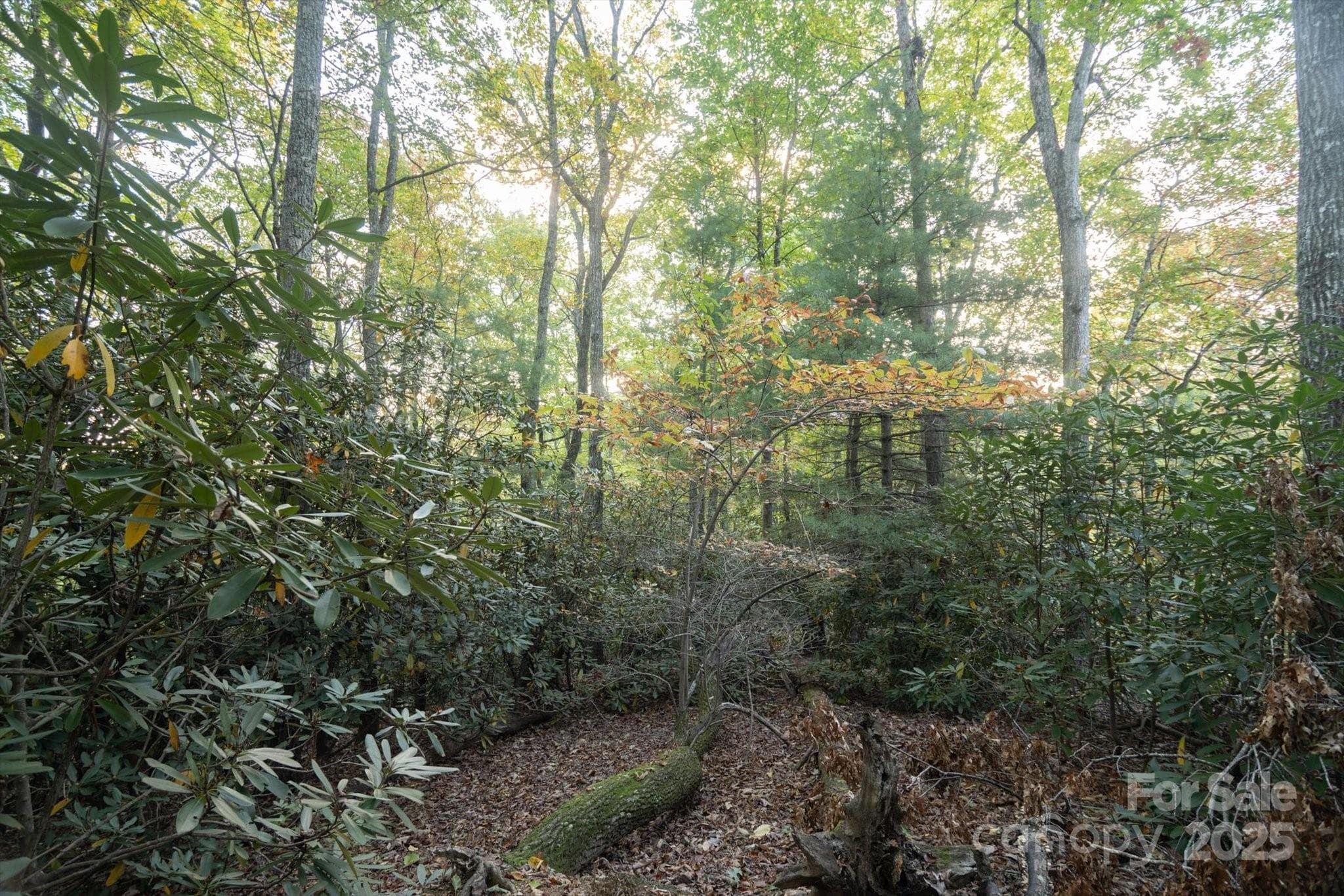 Lot at Brevard, photo 8 of 20