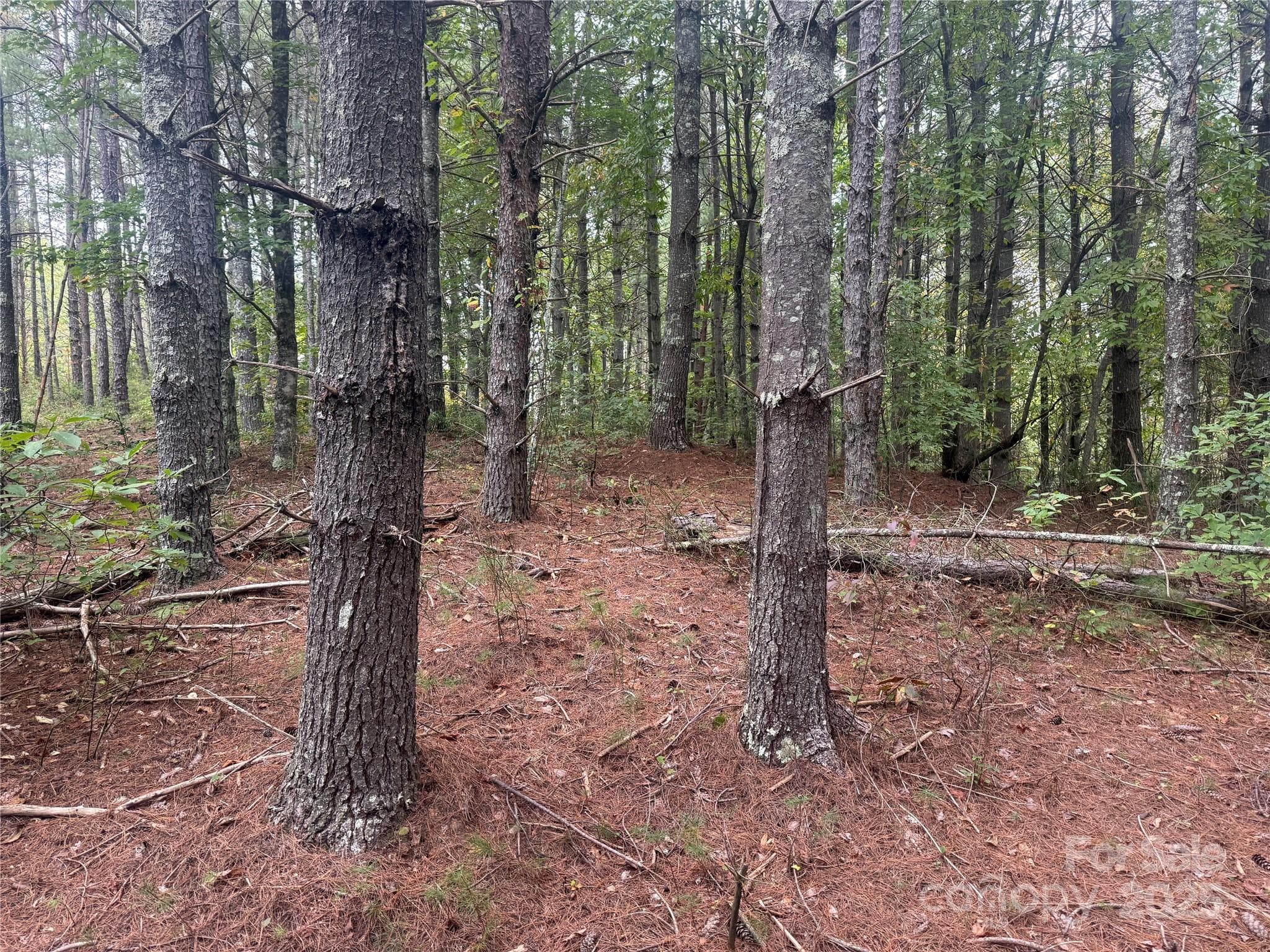 Lot at Nebo, photo 4 of 16
