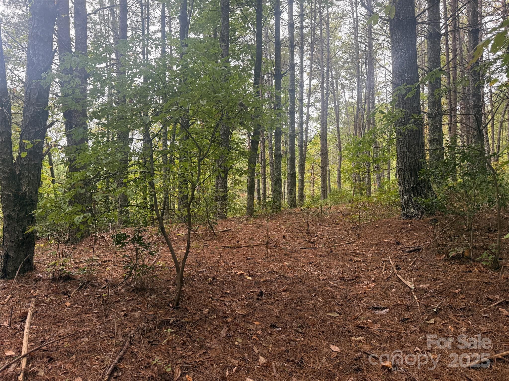 Lot at Nebo, photo 7 of 16