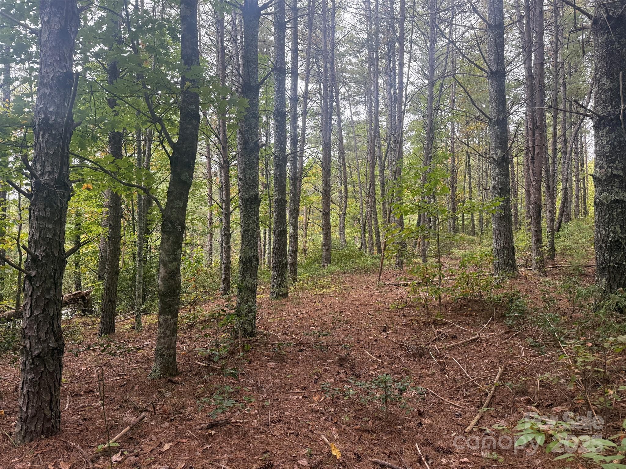 Lot at Nebo, photo 8 of 16