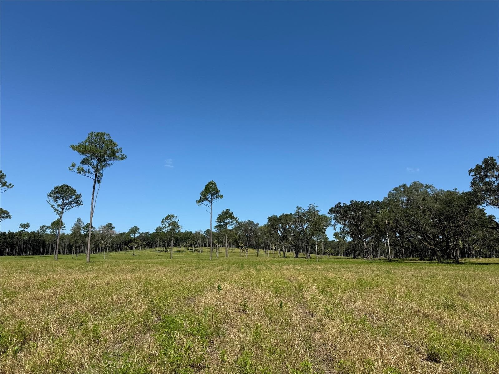 Land at DR #5 (24ac) NW 193RD ST, MICANOPY, photo 4 of 8