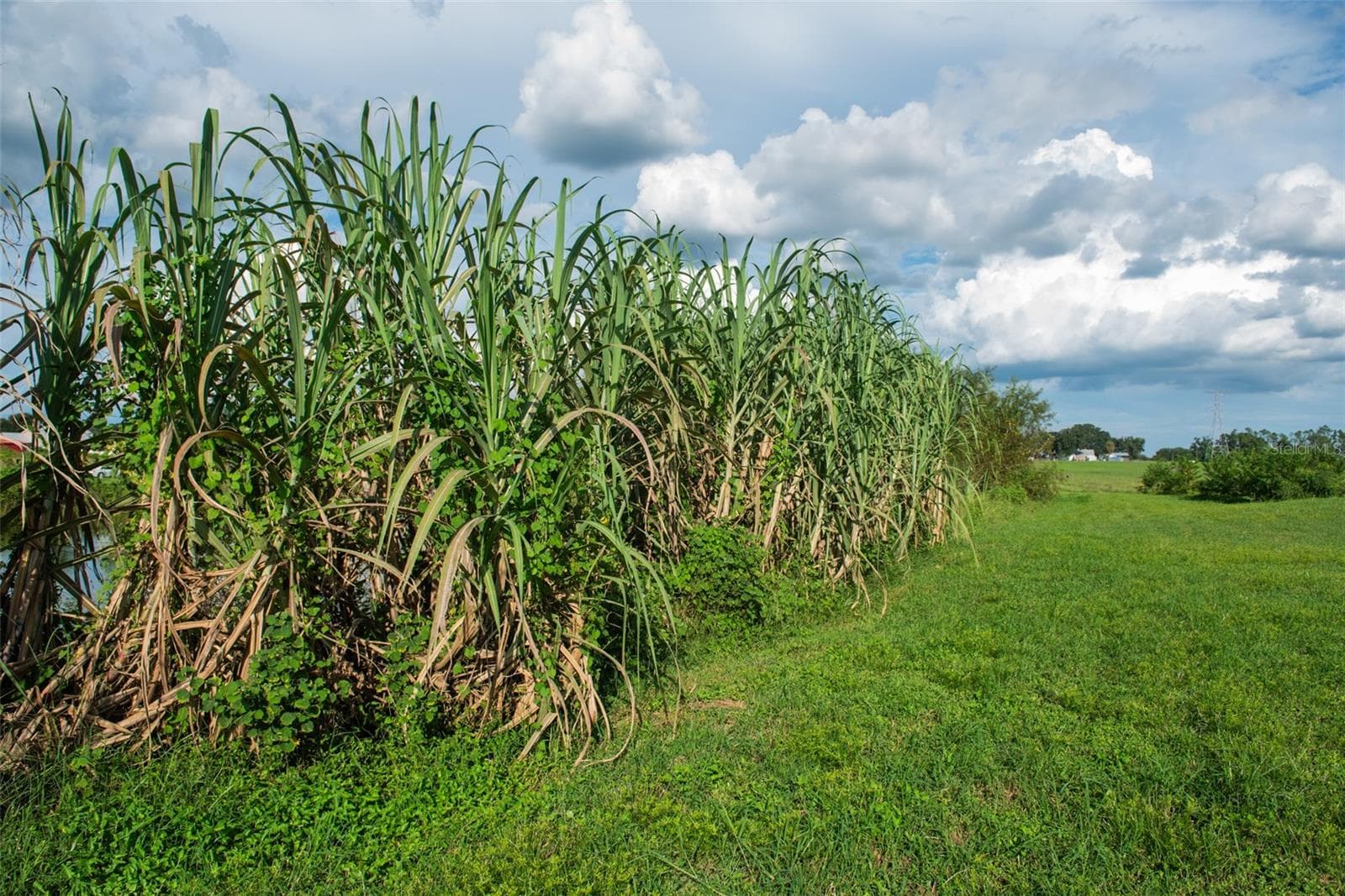 Land at BLANTON ACRES RD, PLANT CITY, photo 12 of 24