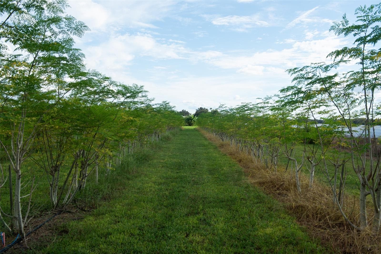 Land at BLANTON ACRES RD, PLANT CITY, photo 18 of 24