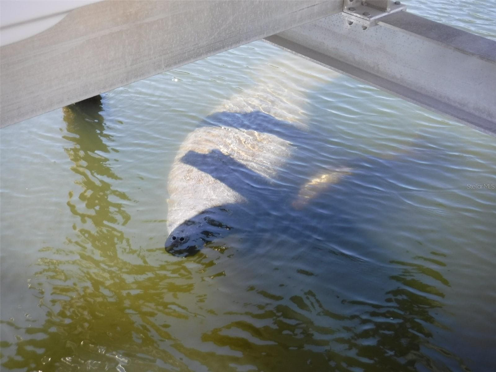 Manatee Under Dock - 10313 WATERBIRD WAY, BRADENTON