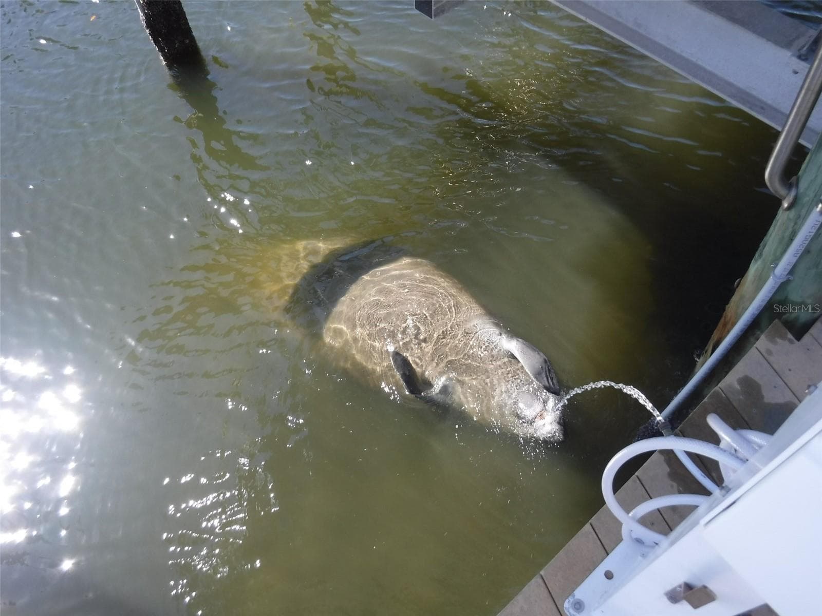 Manatee Came to Say Hi! - 10313 WATERBIRD WAY, BRADENTON