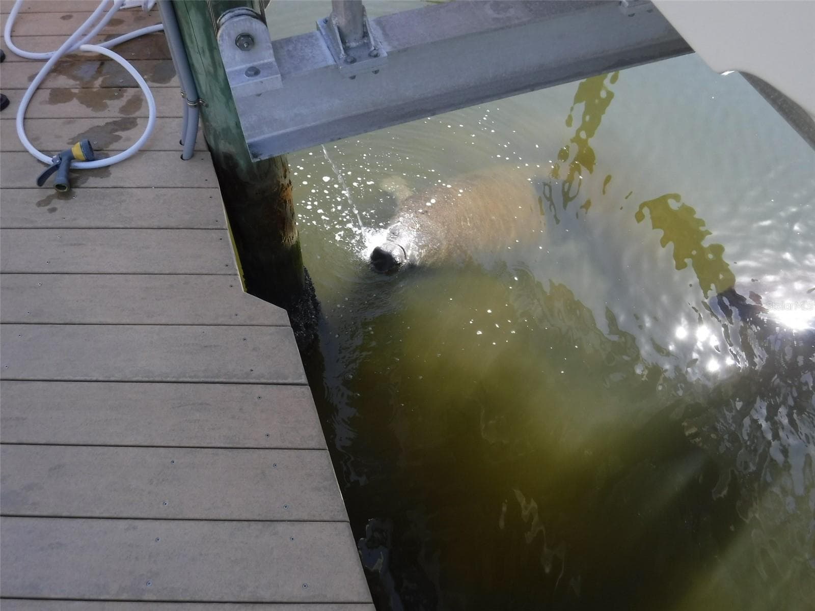 Manatee Enjoying Itself - 10313 WATERBIRD WAY, BRADENTON