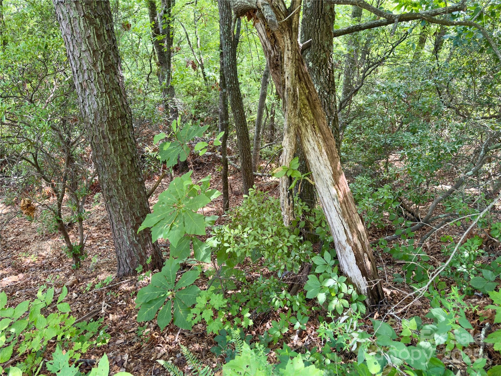 Lot at Black Mountain, photo 6 of 11