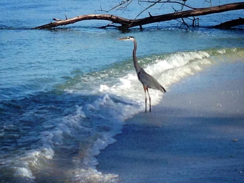 Heron. - 260 KETTLE HARBOR DR, PLACIDA