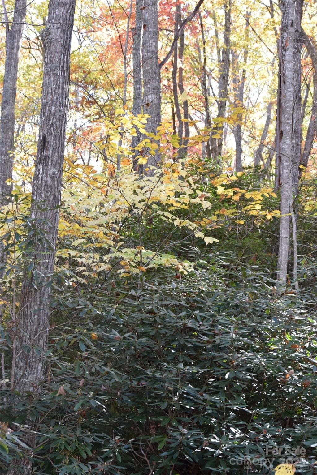Fall 2025 on the property - Burnsville
