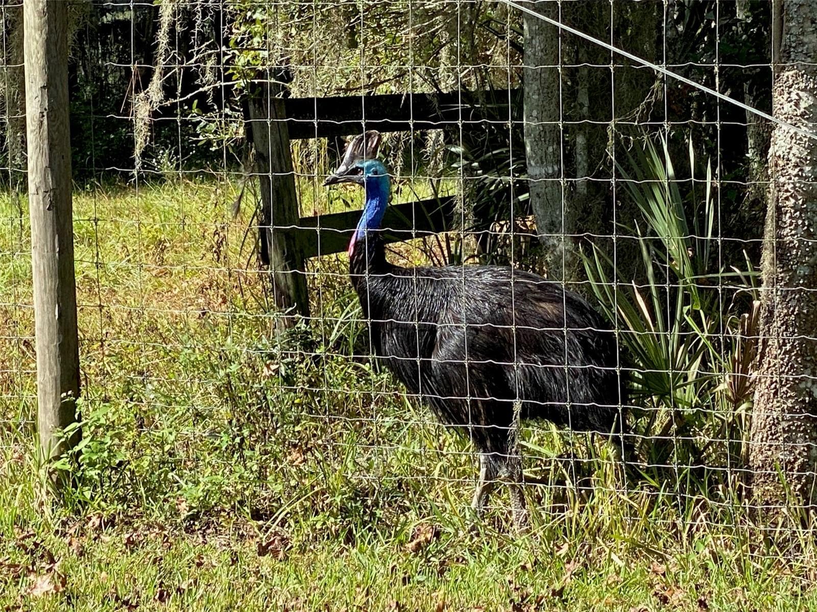 Farm at 19350 NW 123RD CT, MICANOPY, photo 41 of 54