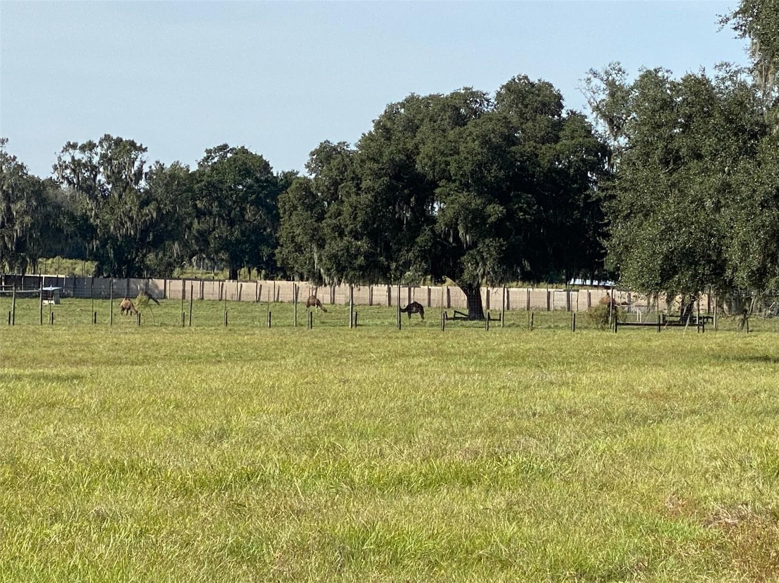 Farm at 19350 NW 123RD CT, MICANOPY, photo 44 of 54