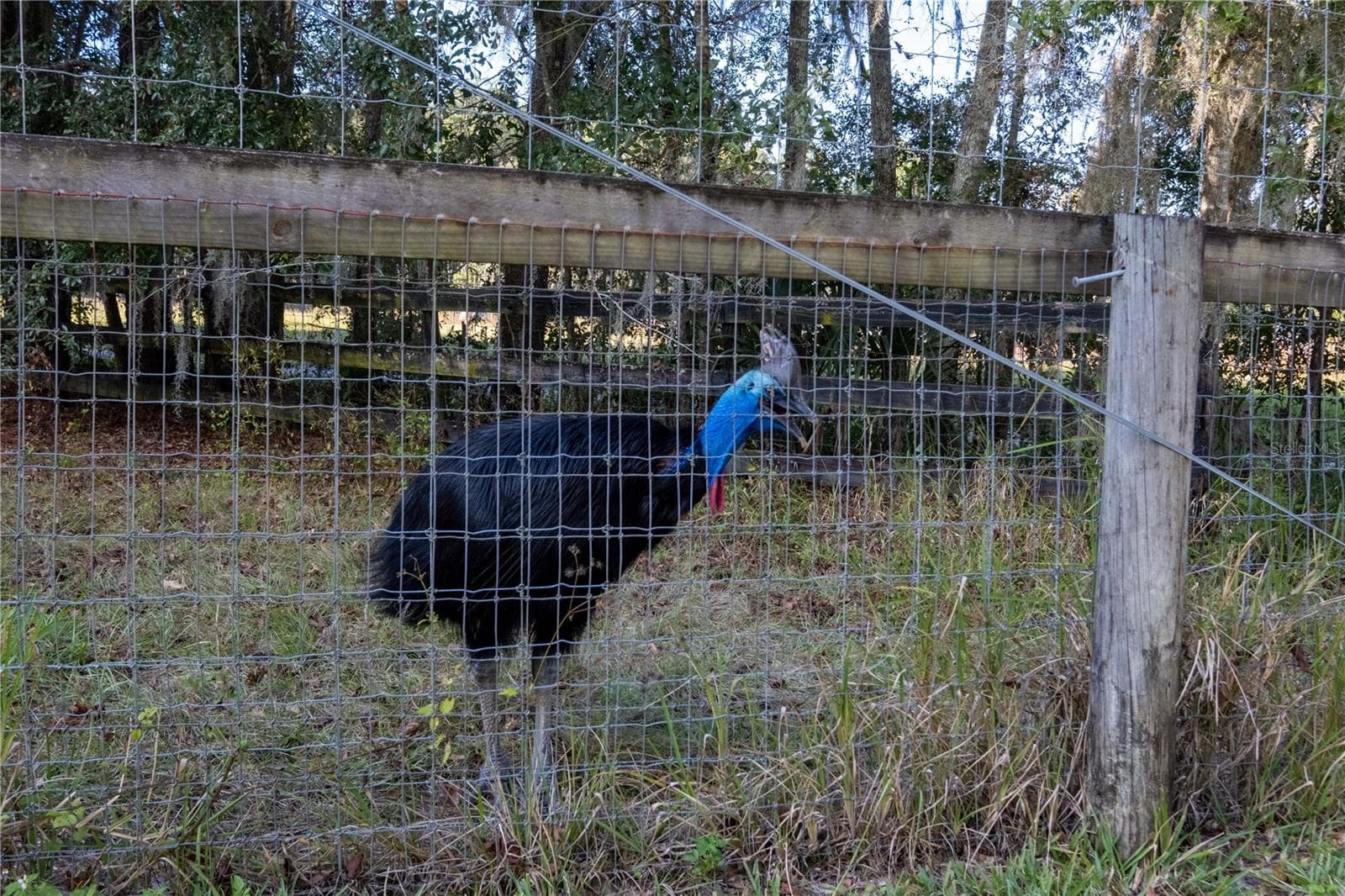 Farm at 19350 NW 123RD CT, MICANOPY, photo 54 of 54