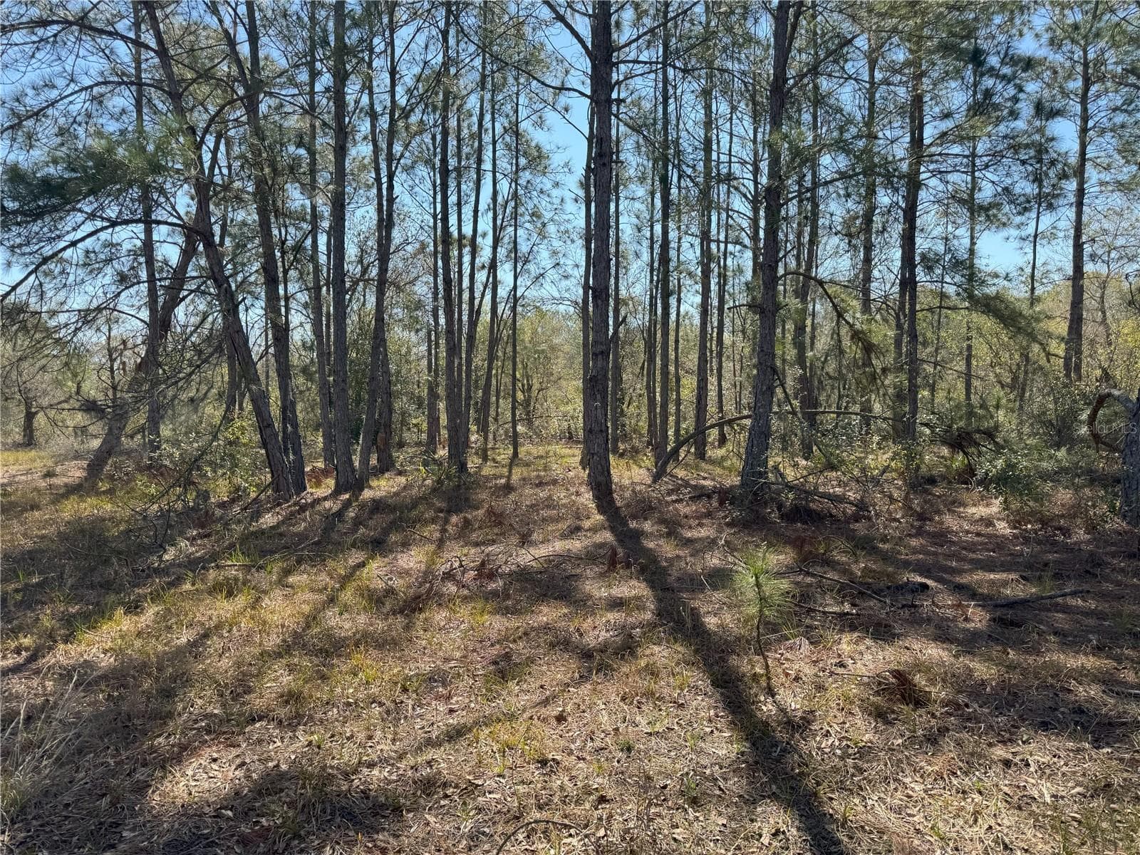 Land at 0 LAKE BUFFUM RD, LAKE WALES, photo 10 of 21