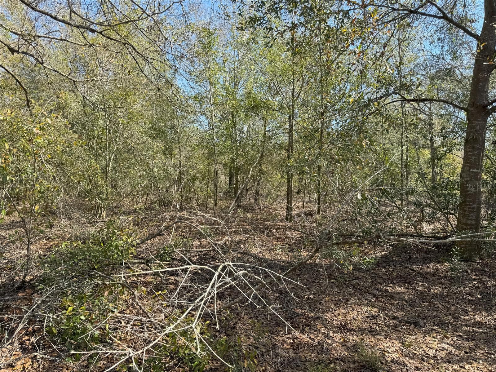 Land at 0 LAKE BUFFUM RD, LAKE WALES, photo 17 of 21
