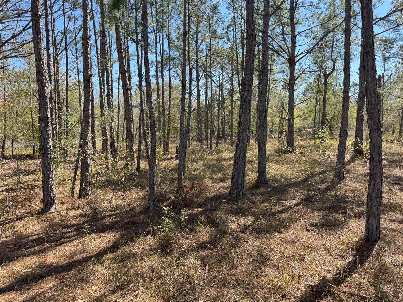 Land at 0 LAKE BUFFUM RD, LAKE WALES, photo 19 of 21
