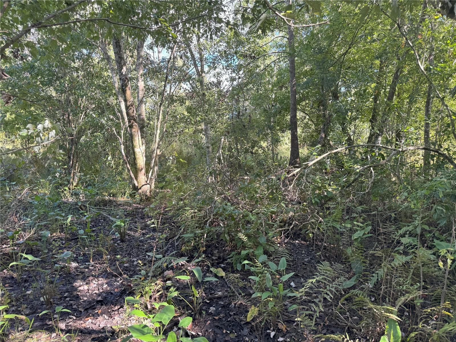 Land at 0 ALTURAS BABSON PARK CUT OFF RD, BARTOW, photo 17 of 22