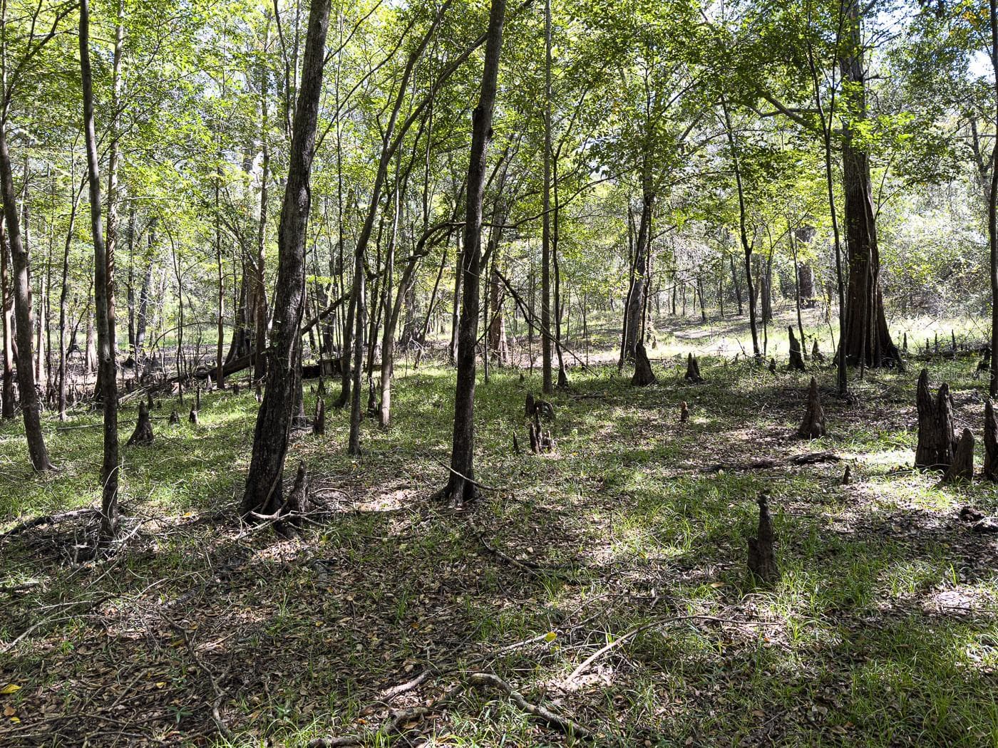 Land at 34095 HYATT RD, DADE CITY, photo 32 of 45