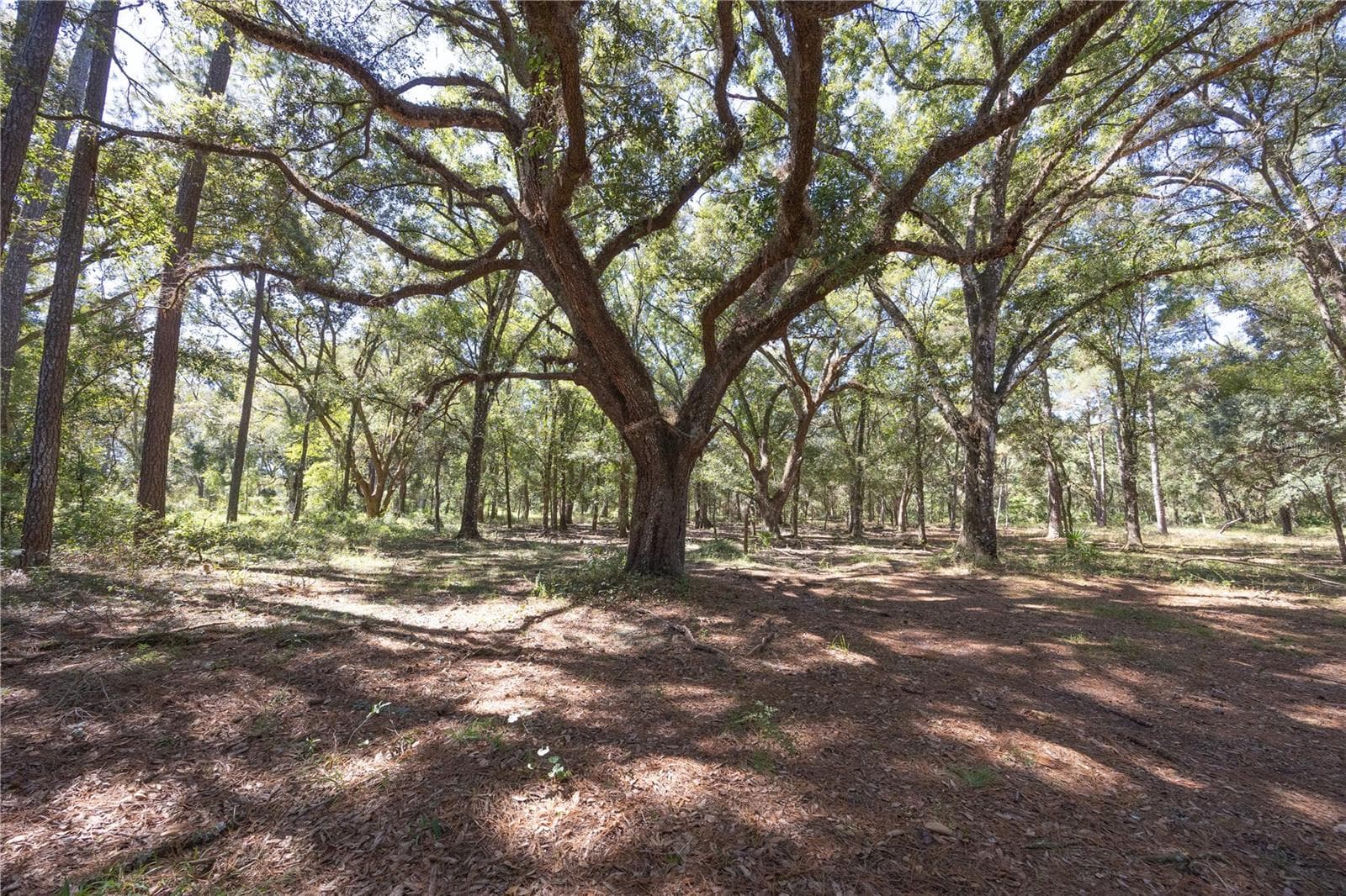 Land at TBD CR 673, WEBSTER, photo 27 of 69