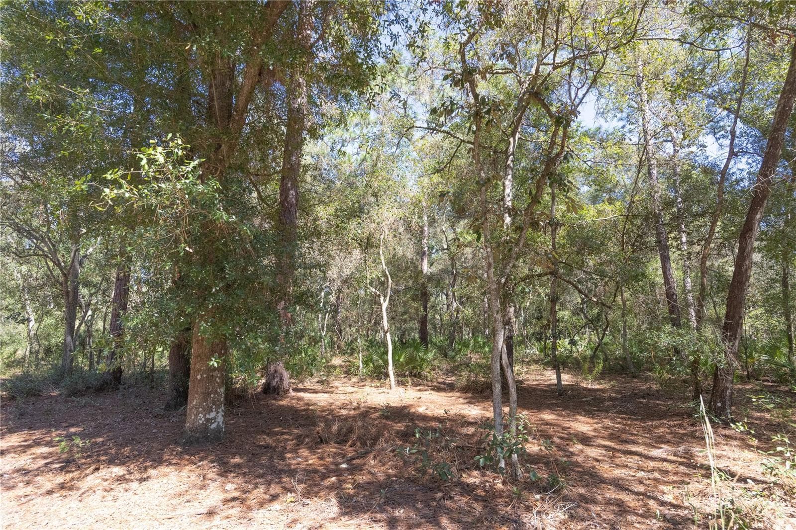 Land at TBD CR 673, WEBSTER, photo 29 of 69