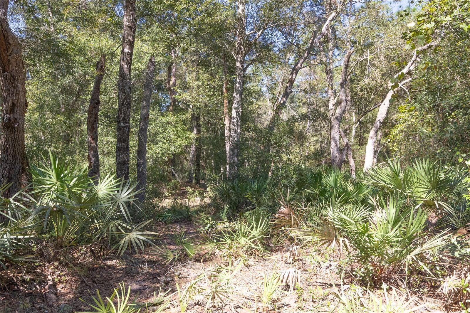 Land at TBD CR 673, WEBSTER, photo 52 of 69