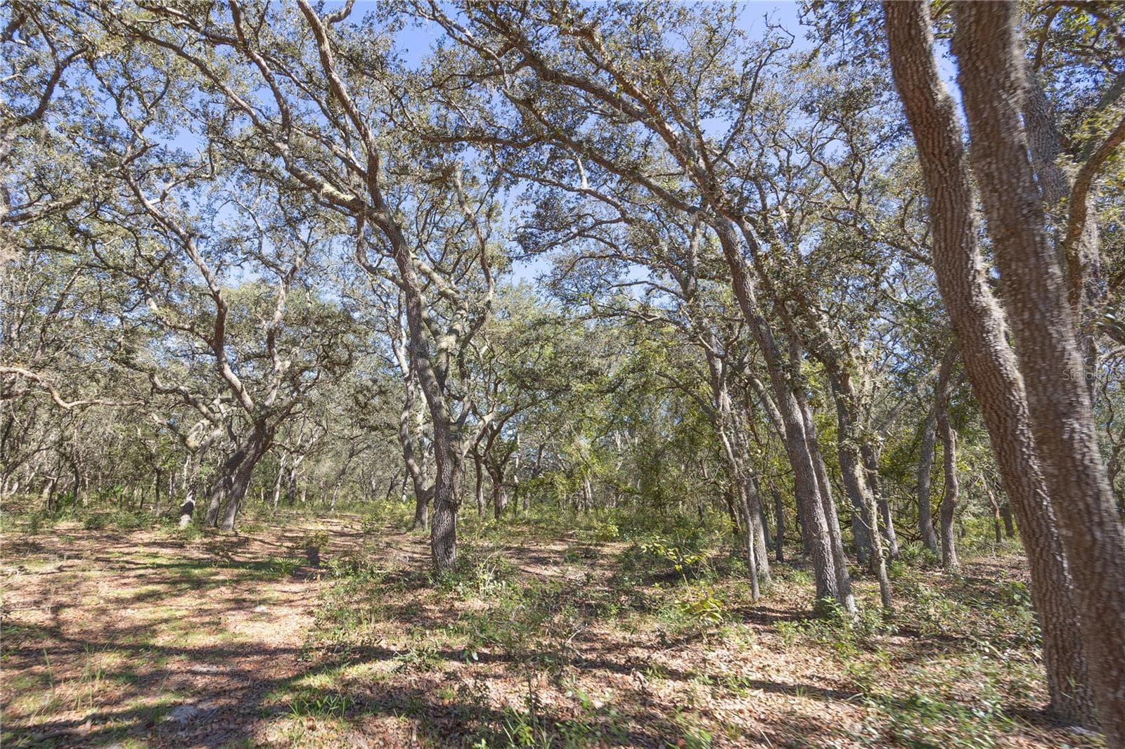Land at TBD CR 673, WEBSTER, photo 53 of 69
