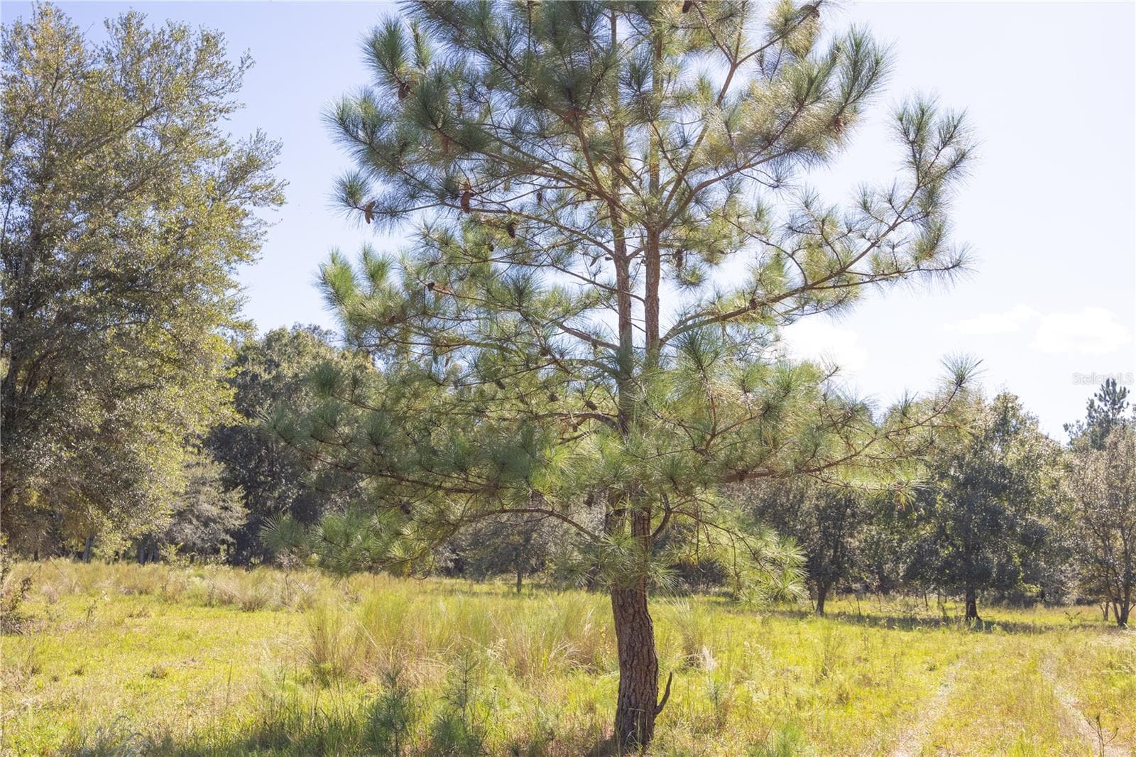 Land at TBD CR 673, WEBSTER, photo 58 of 69