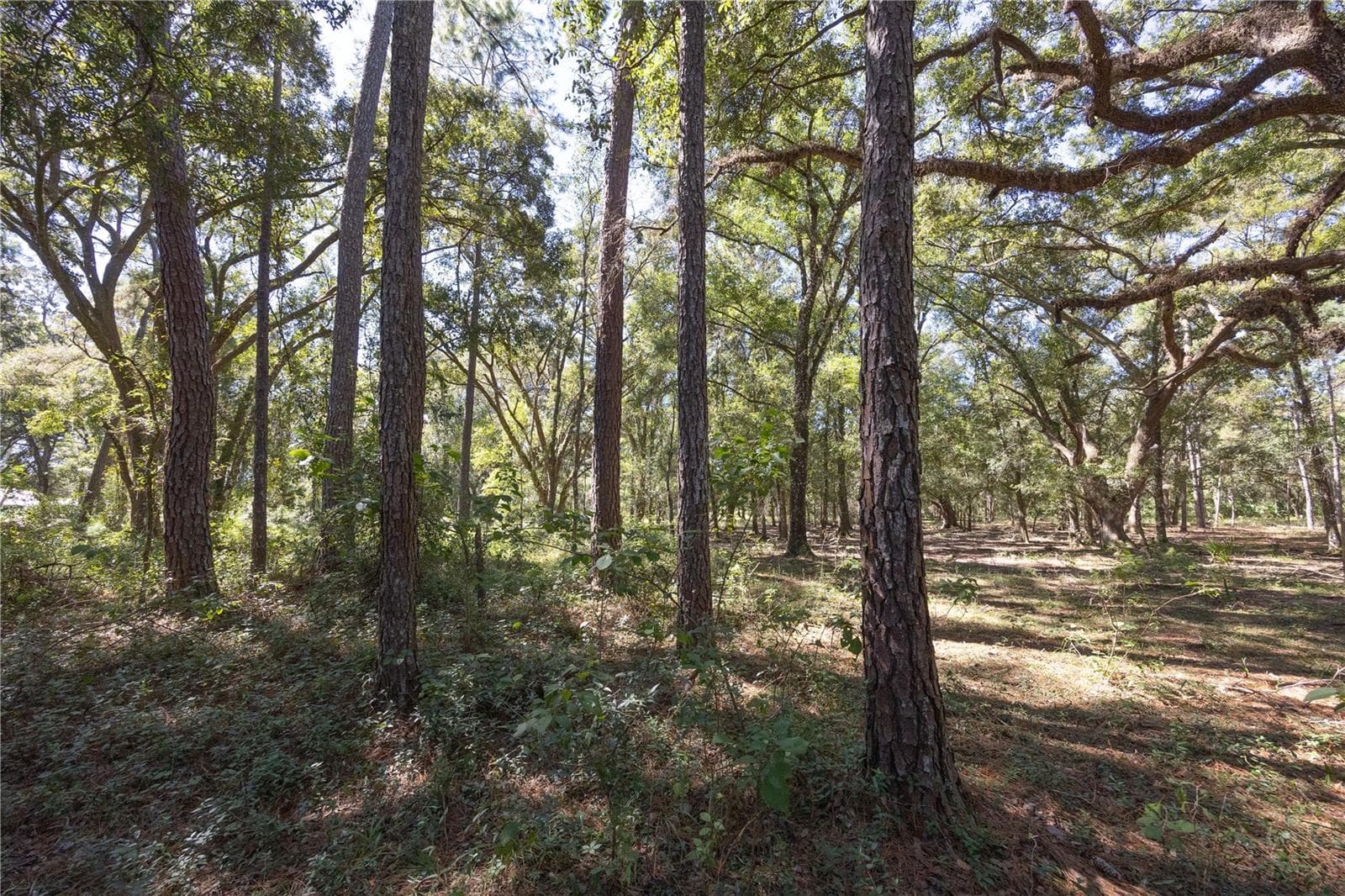 Land at TBD CR 673, WEBSTER, photo 65 of 69