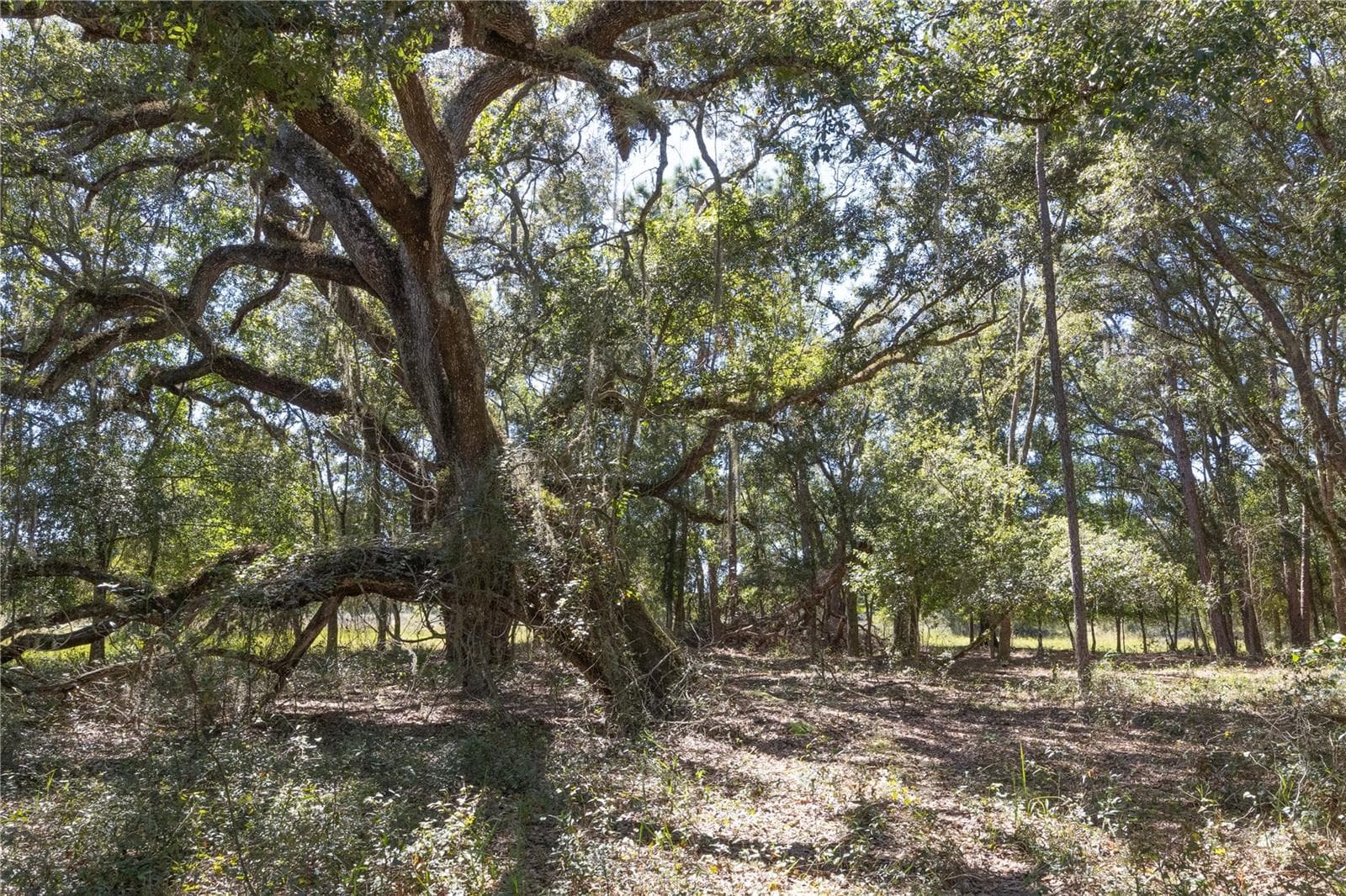 Land at TBD CR 673, WEBSTER, photo 66 of 69