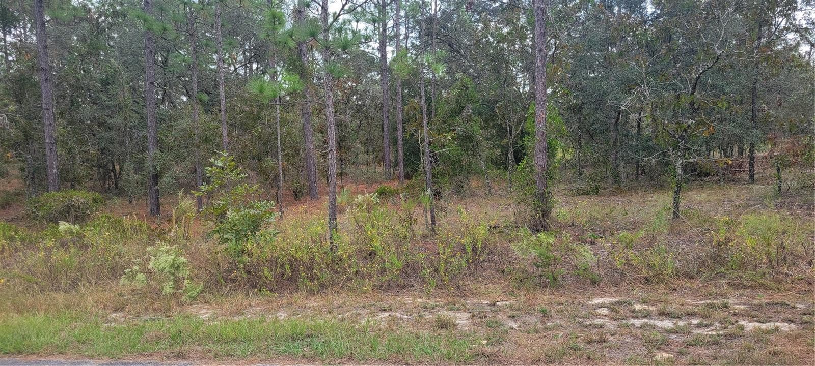 Land at 0 SW ARROW LEAF TRL, DUNNELLON, photo 3 of 19