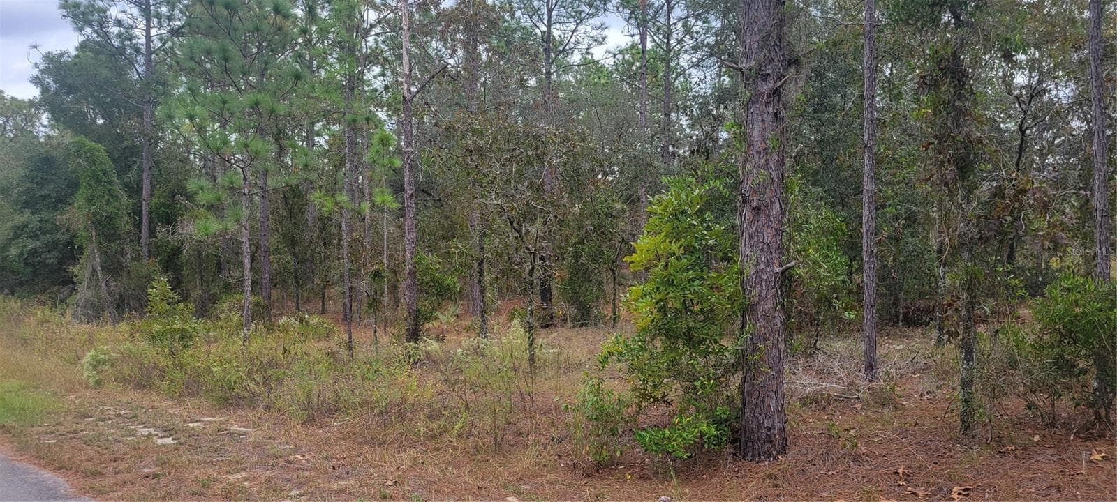 Land at 0 SW ARROW LEAF TRL, DUNNELLON, photo 4 of 19