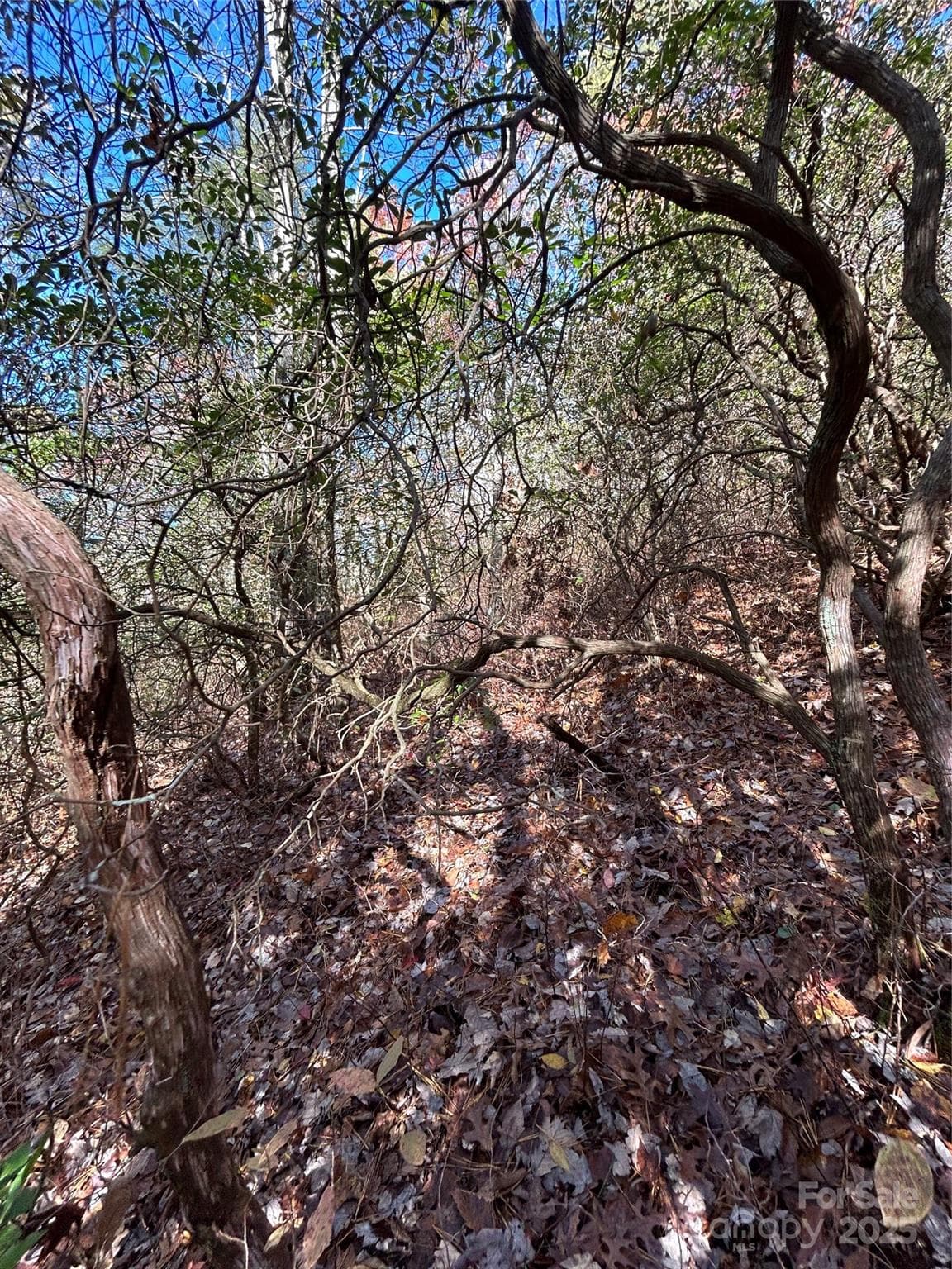 Lot at Brevard, photo 5 of 7