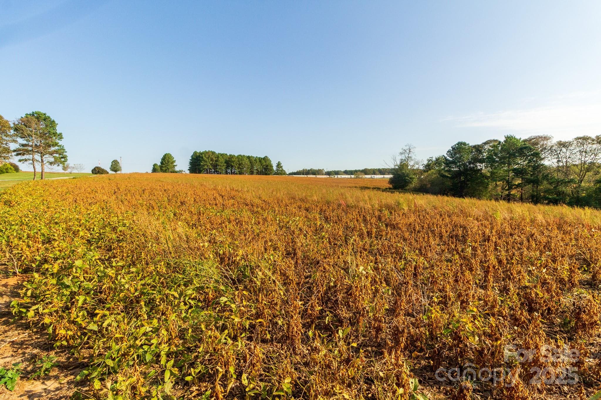 Acreage at 00 Lattimore Road, Shelby, photo 12 of 22