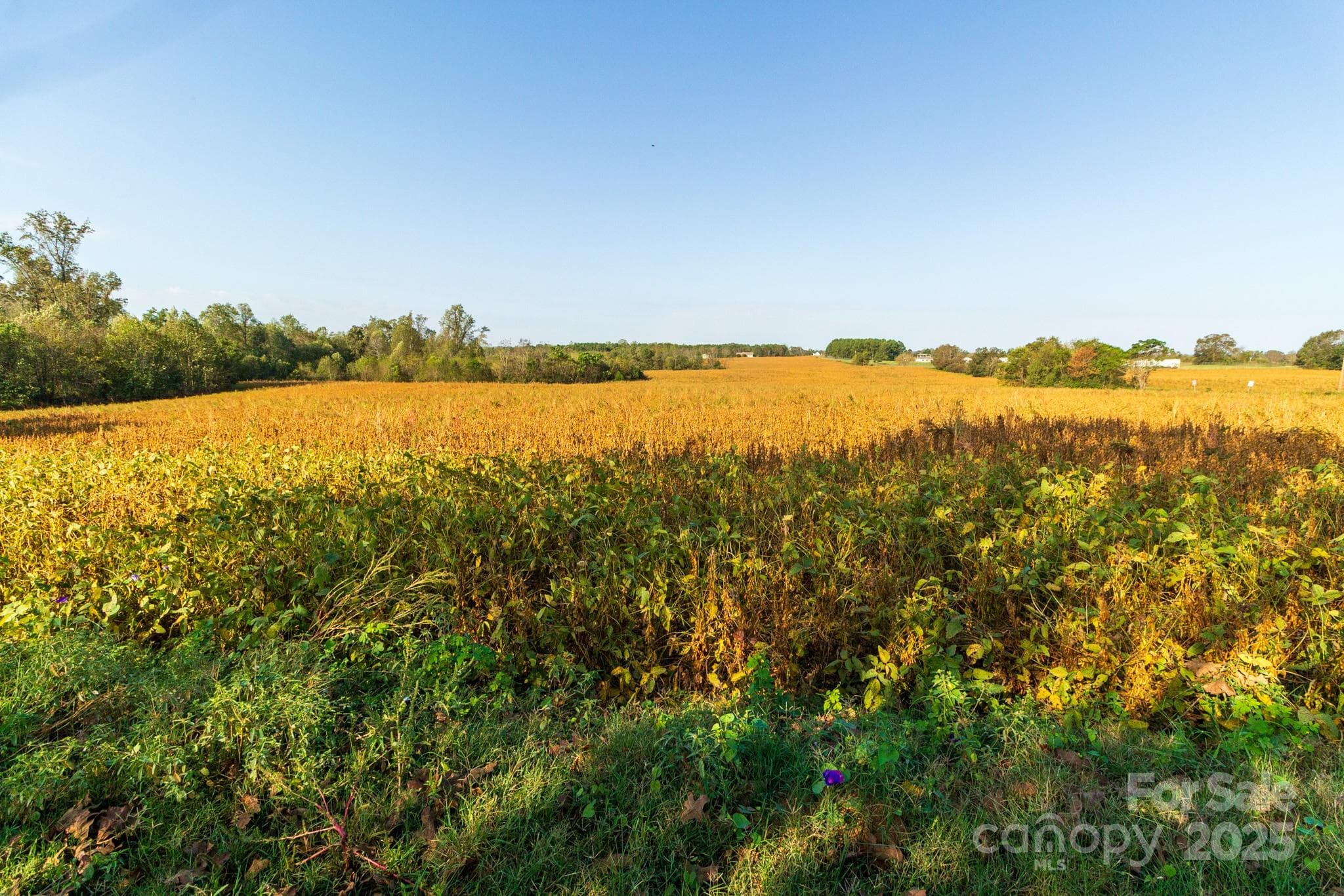 Acreage at 00 Lattimore Road, Shelby, photo 14 of 22