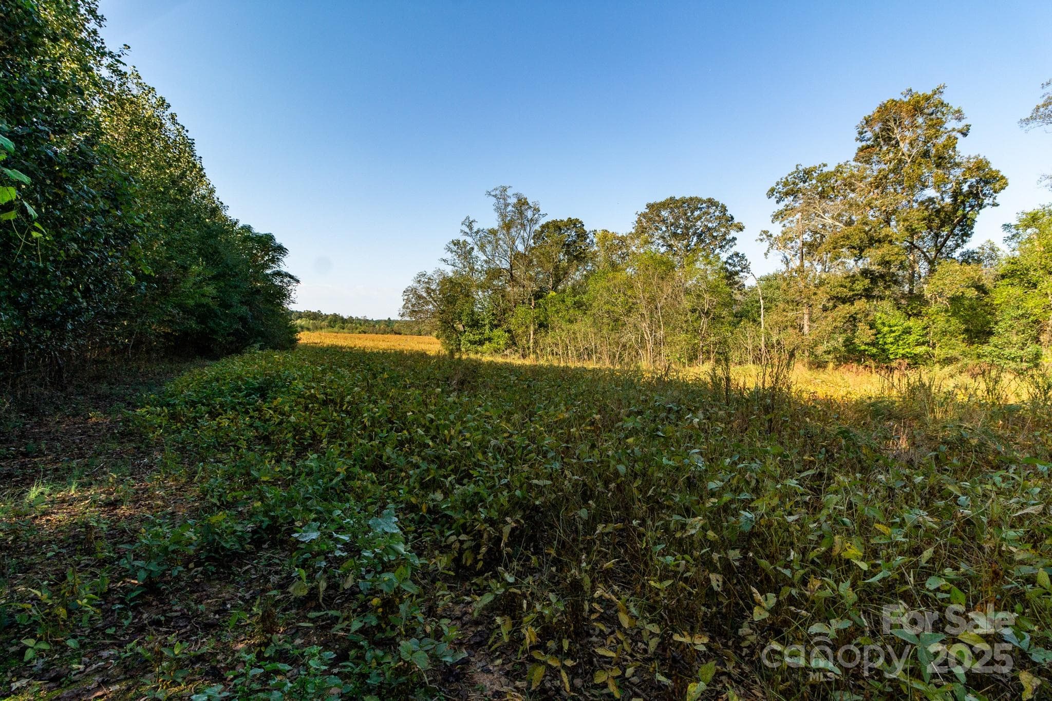 Acreage at 00 Lattimore Road, Shelby, photo 18 of 22