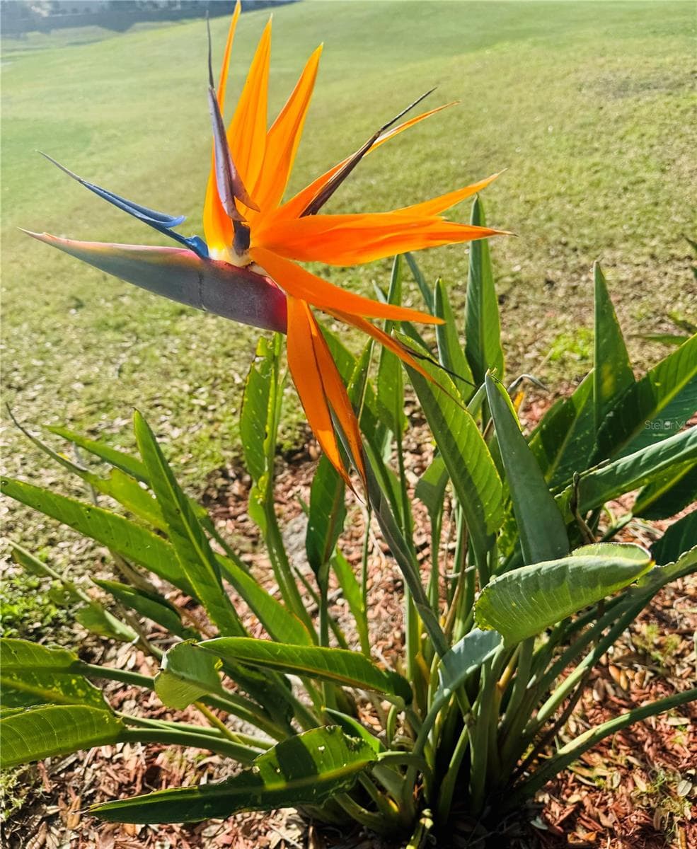 Love Tropical Plants? - 2738 ST GEORGE DR, DAVENPORT