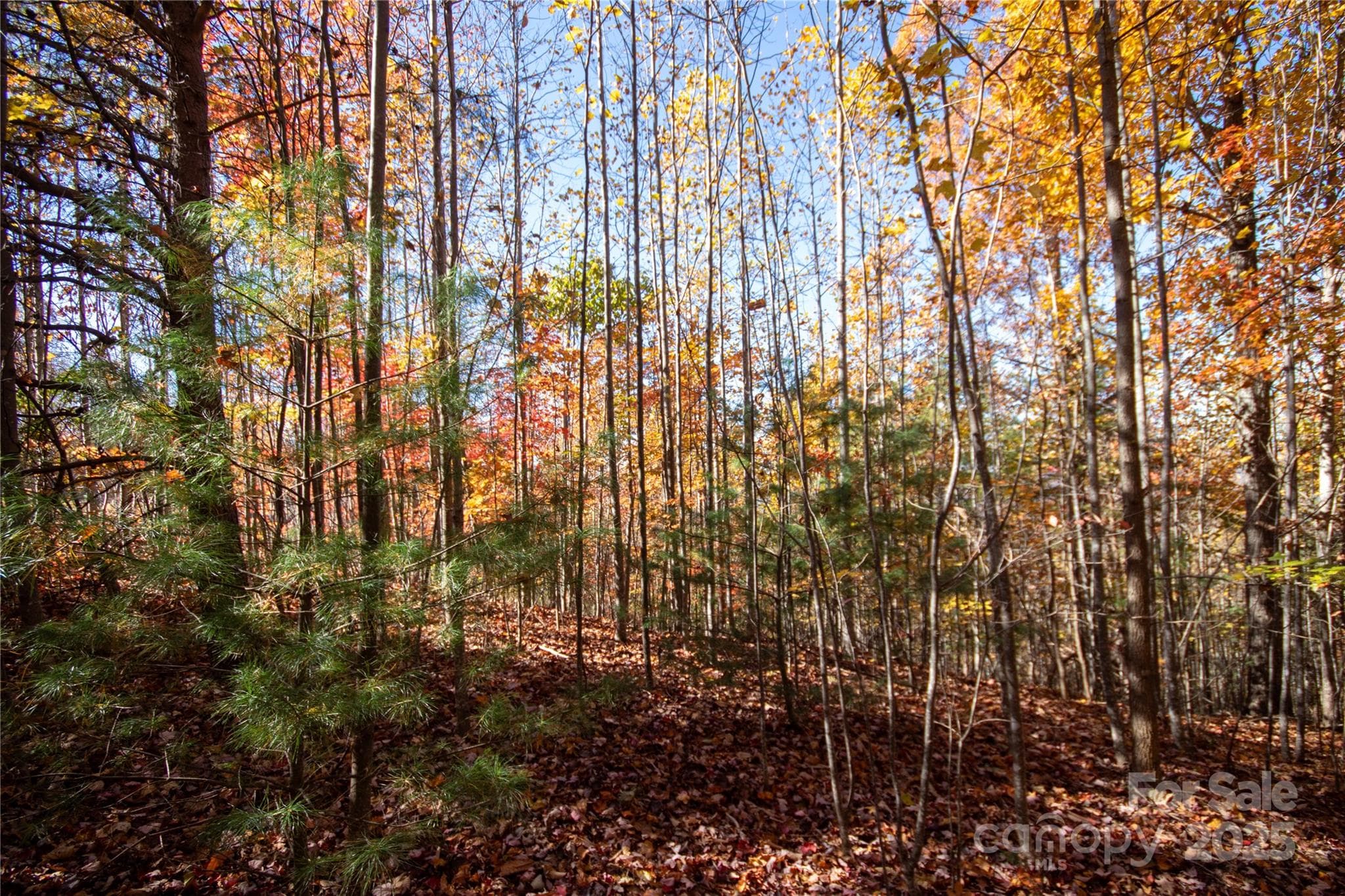 Lot at Lenoir, photo 7 of 12