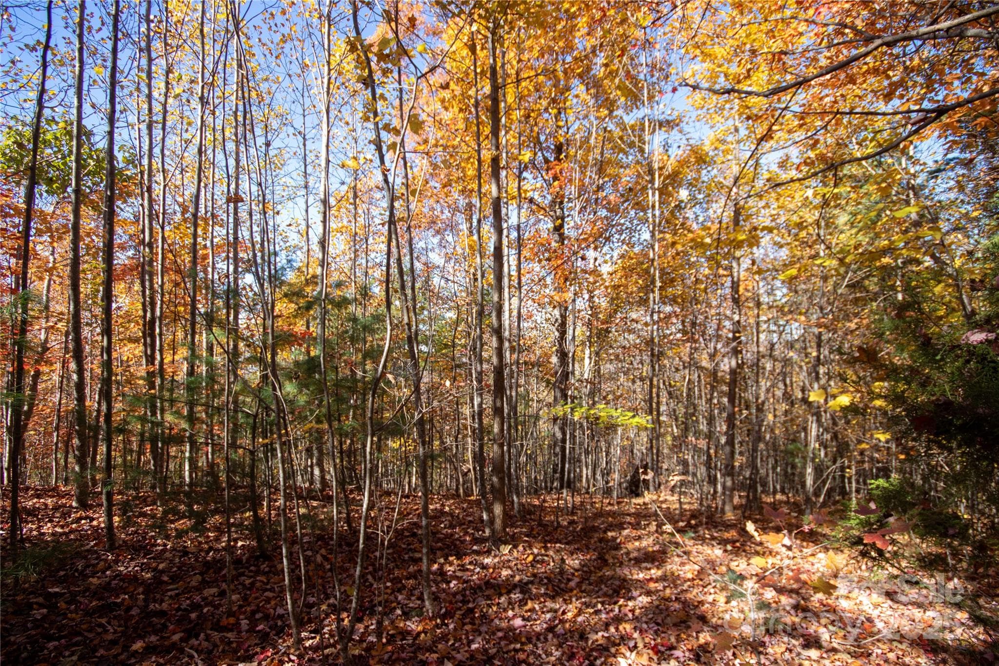 Lot at Lenoir, photo 8 of 12