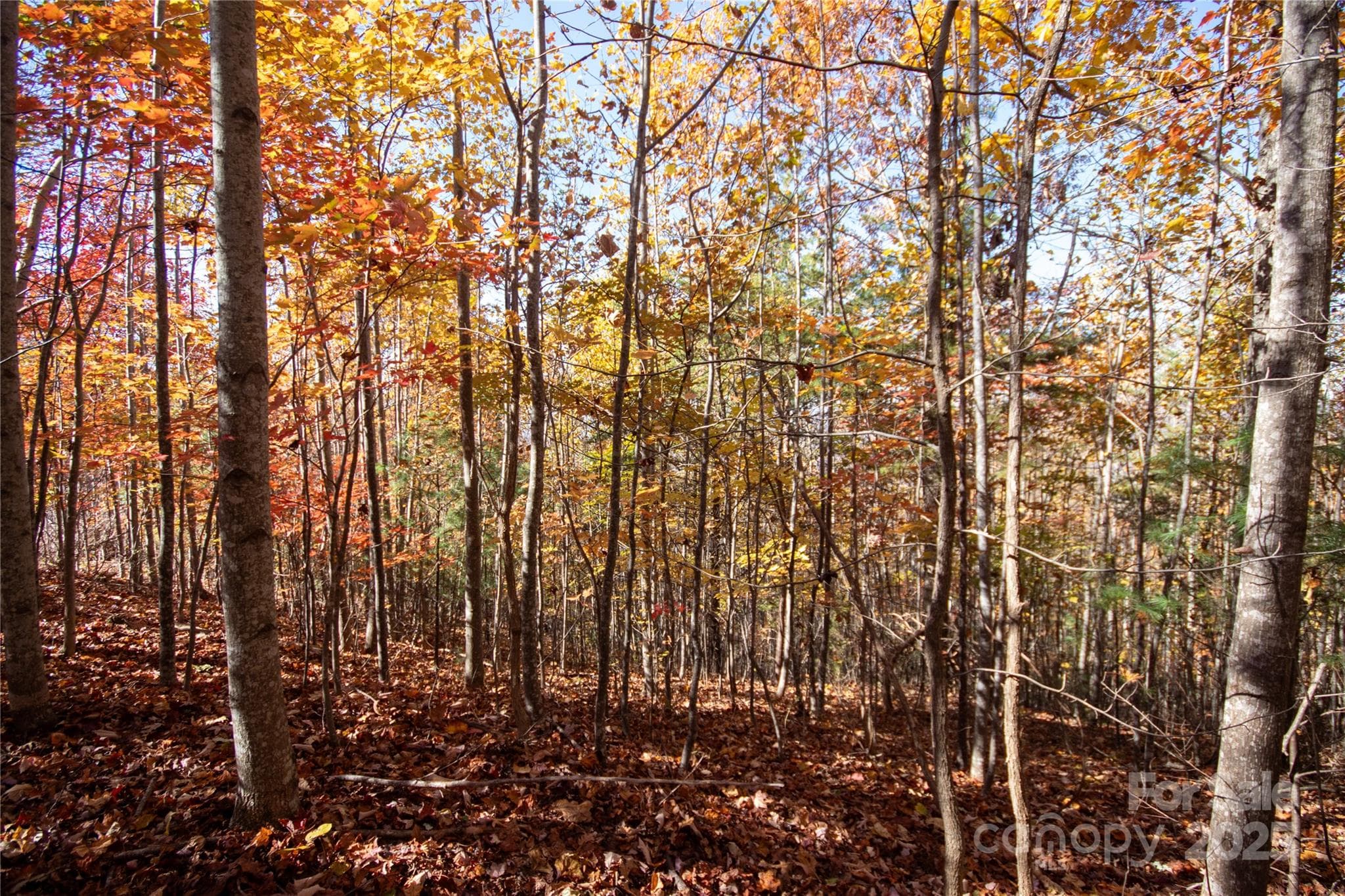 Lot at Lenoir, photo 9 of 12