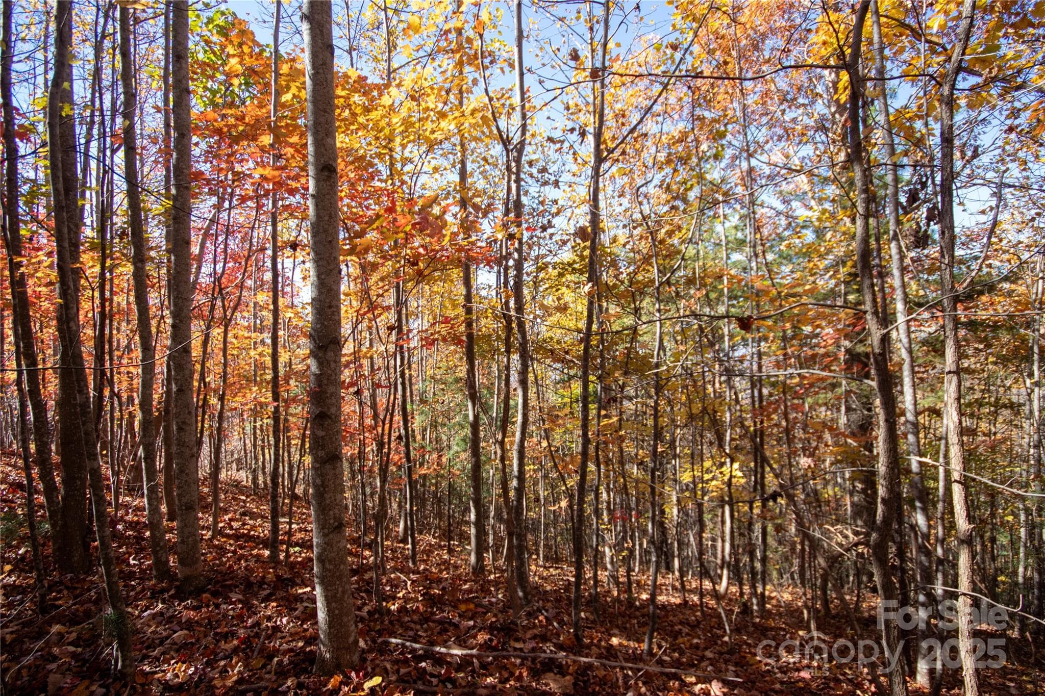 Lot at Lenoir, photo 10 of 12