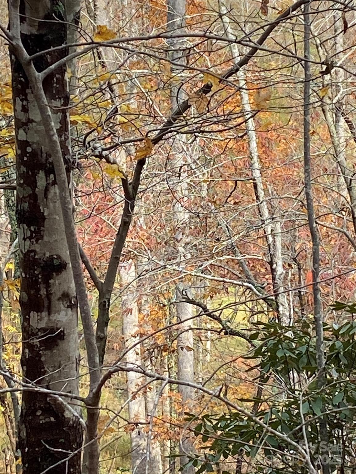 Lot at Lake Lure, photo 7 of 24