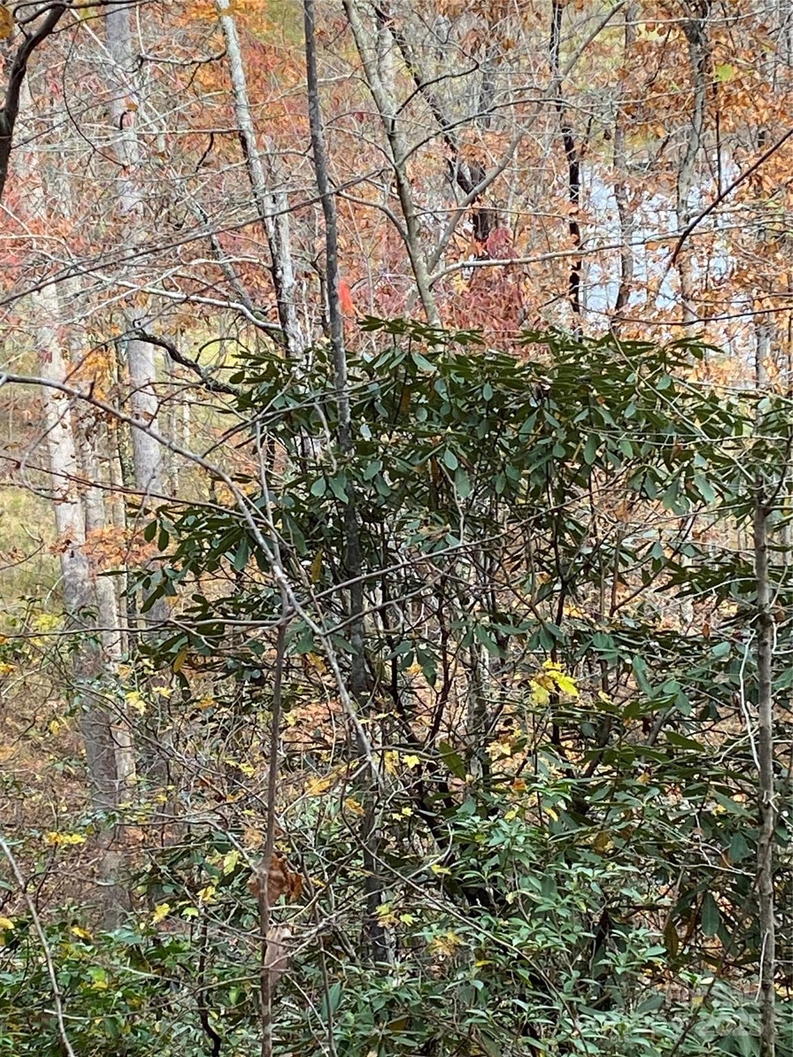 Lot at Lake Lure, photo 10 of 24