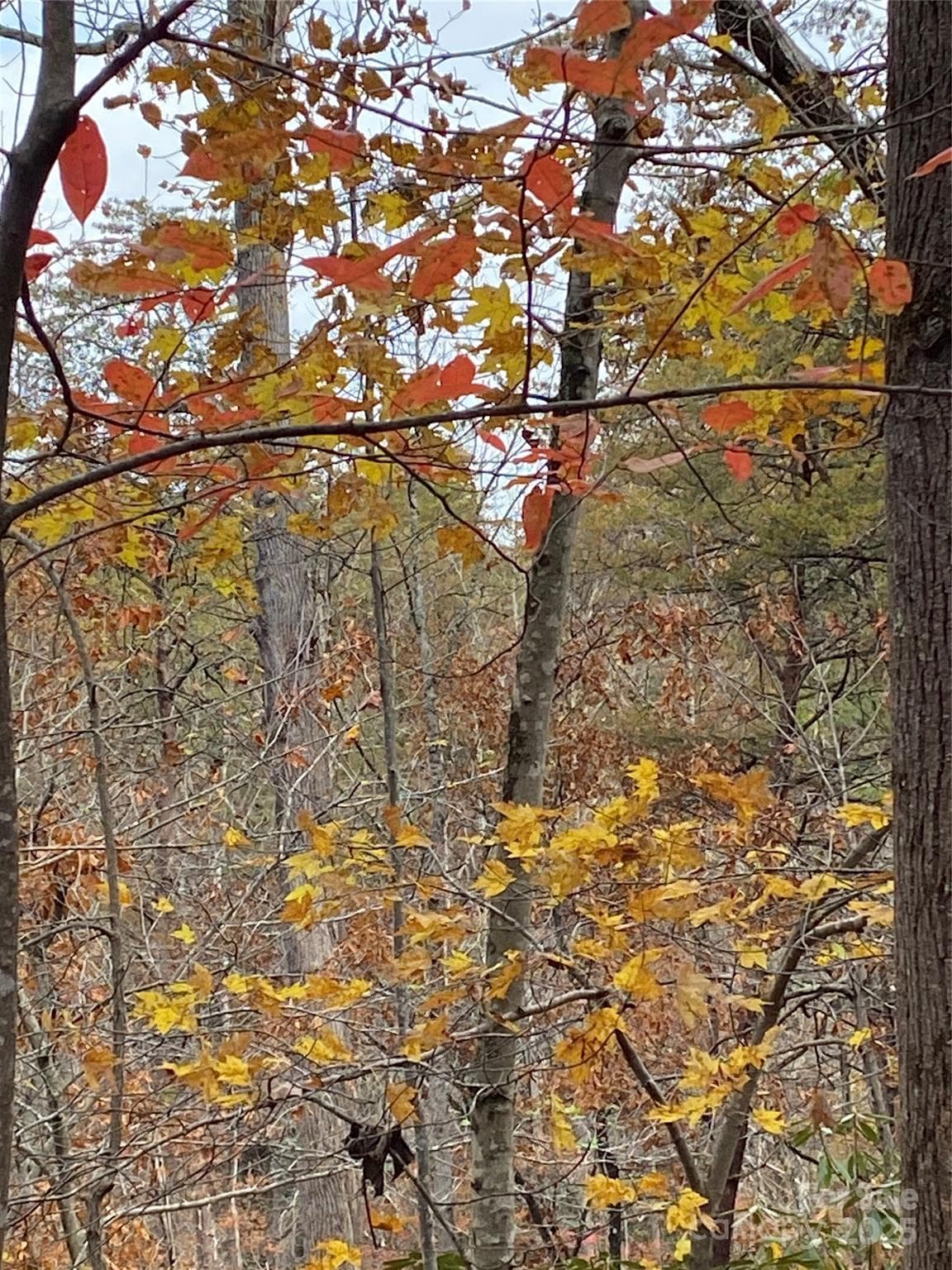 Lot at Lake Lure, photo 12 of 24