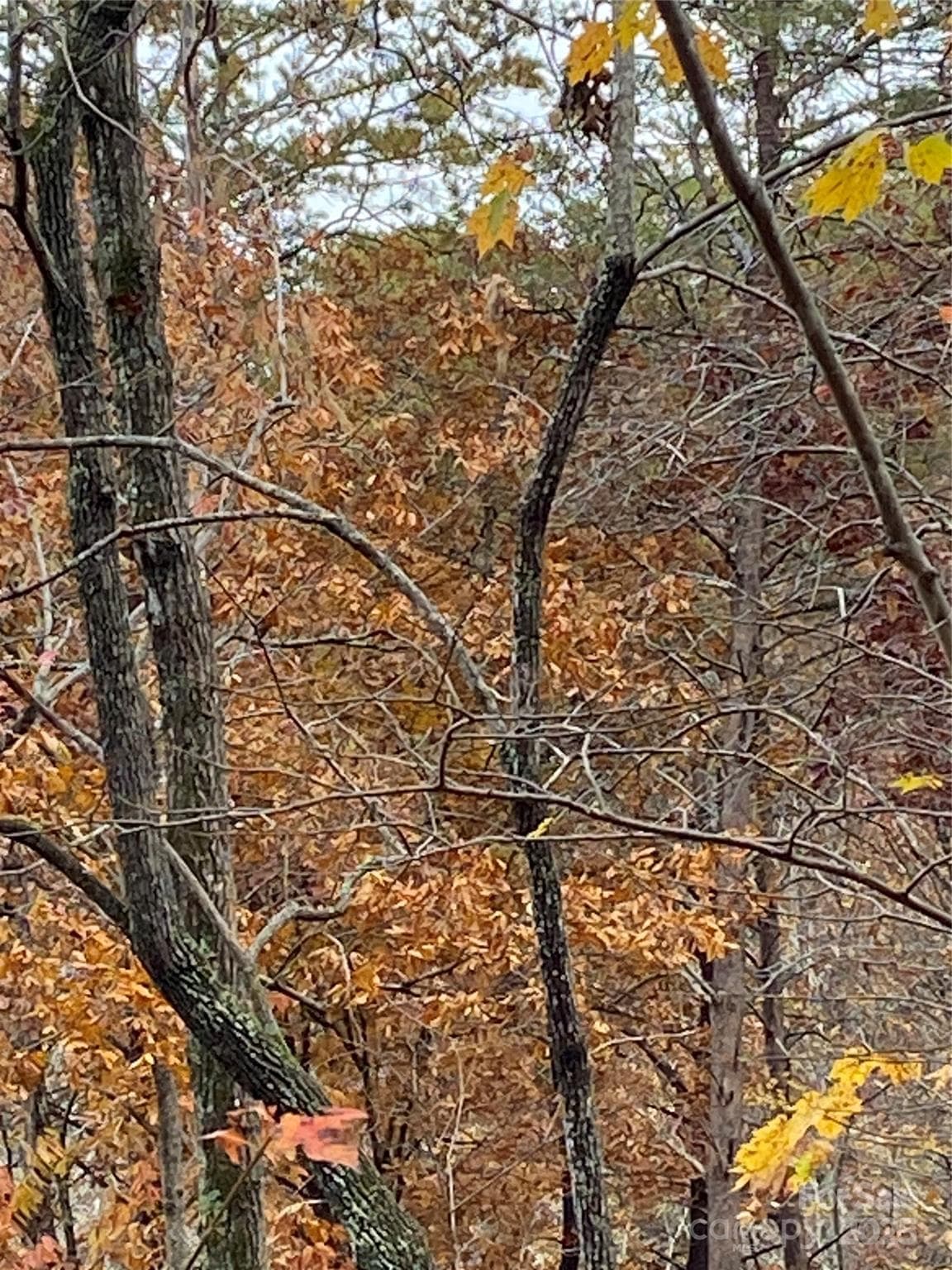 Lot at Lake Lure, photo 17 of 24