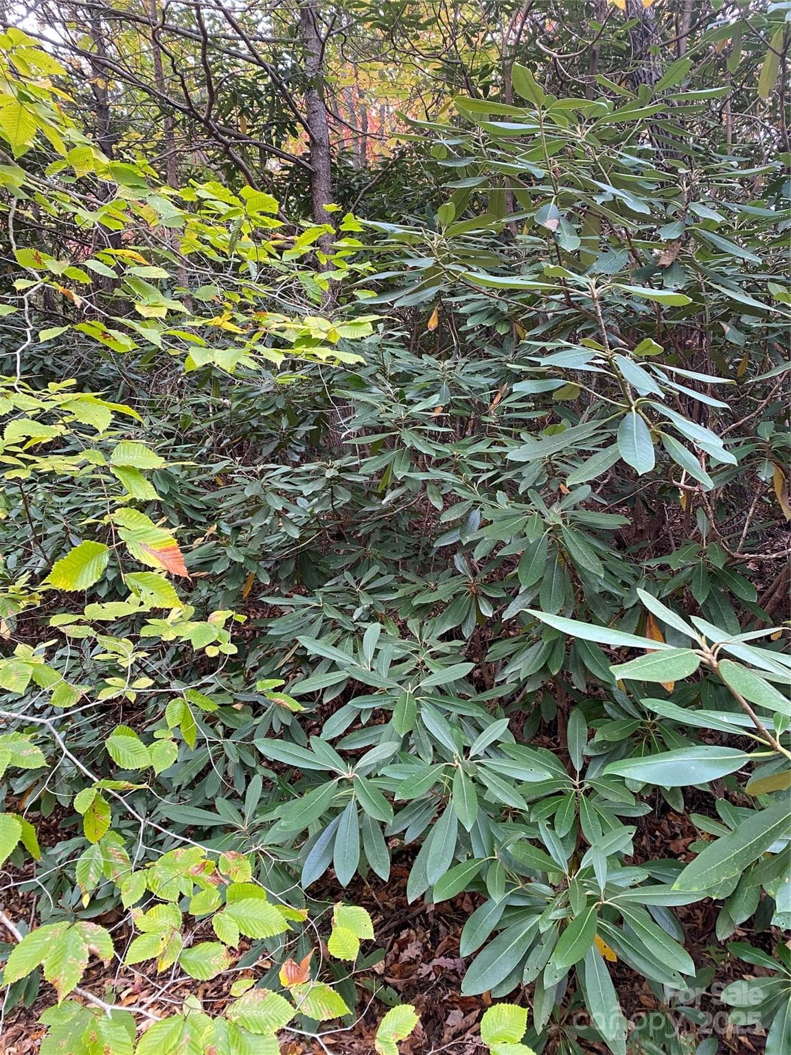 Lot at Lake Lure, photo 2 of 24